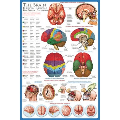 Affiche : Le Cerveau